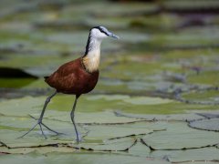 Barbara Baker - African Jacana, The Lily Trotter - Highly Commended.jpg